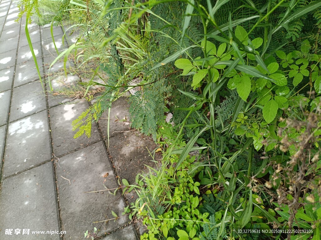 路邊綠植與磚石地面景觀