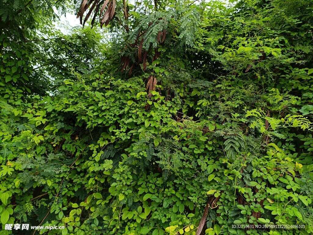 繁茂綠植覆蓋的自然景象