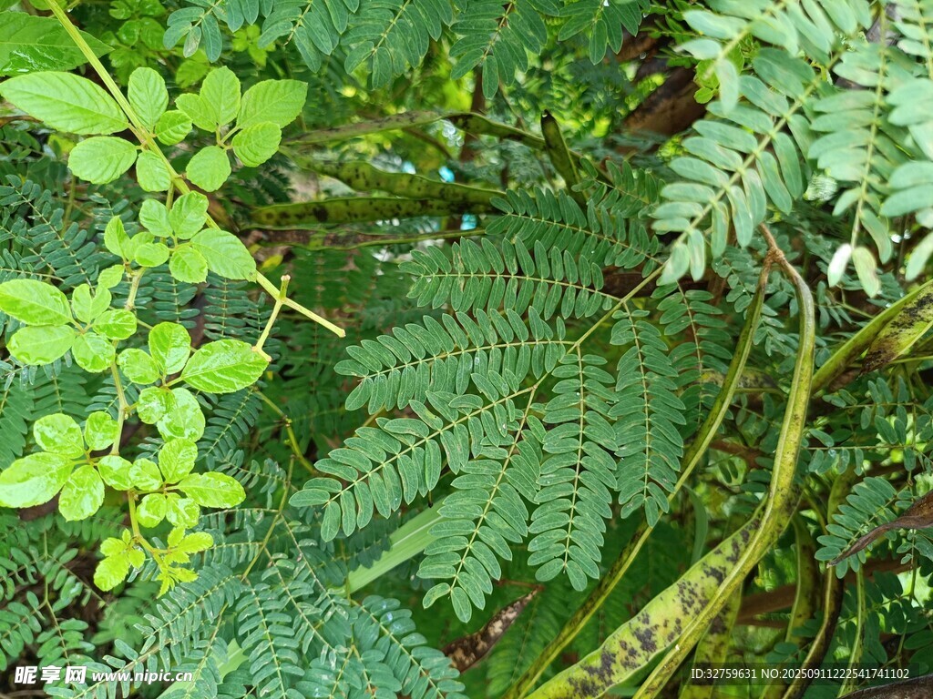 翠綠蕨類植物與綠植景觀