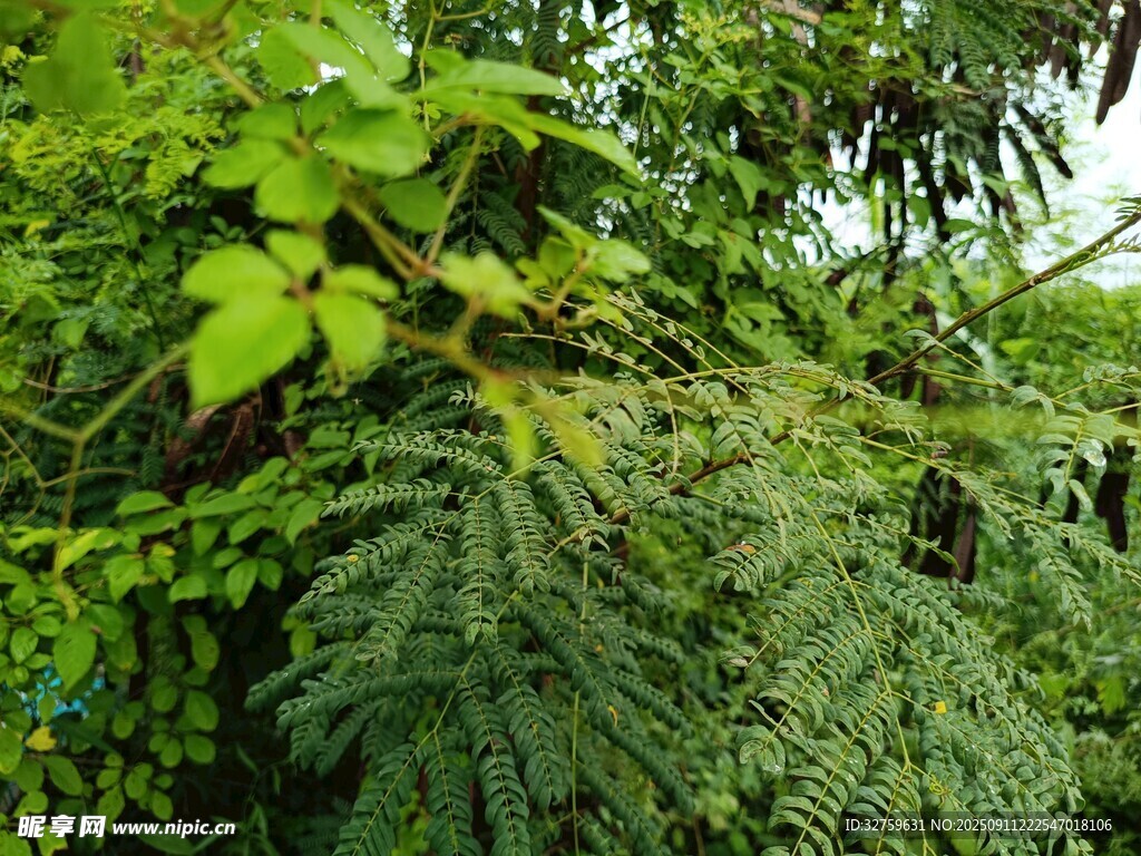 繁茂綠植景觀