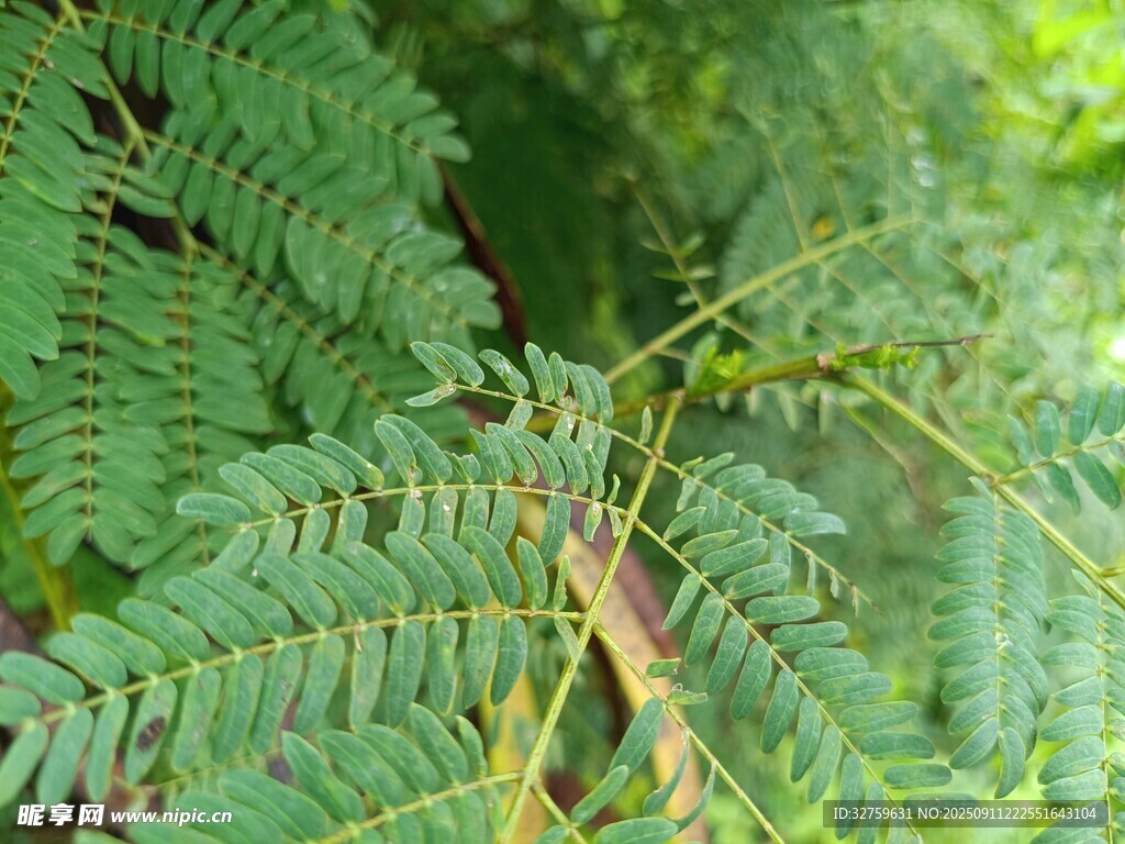 翠綠羽狀復(fù)葉的植物特寫
