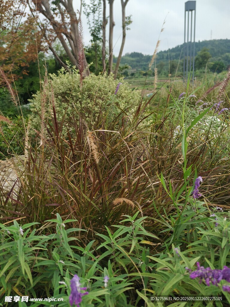 野外繁茂植物與紫色小花