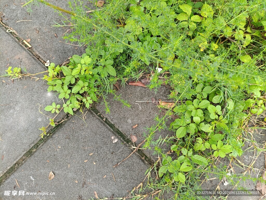 石縫中生長的翠綠植物
