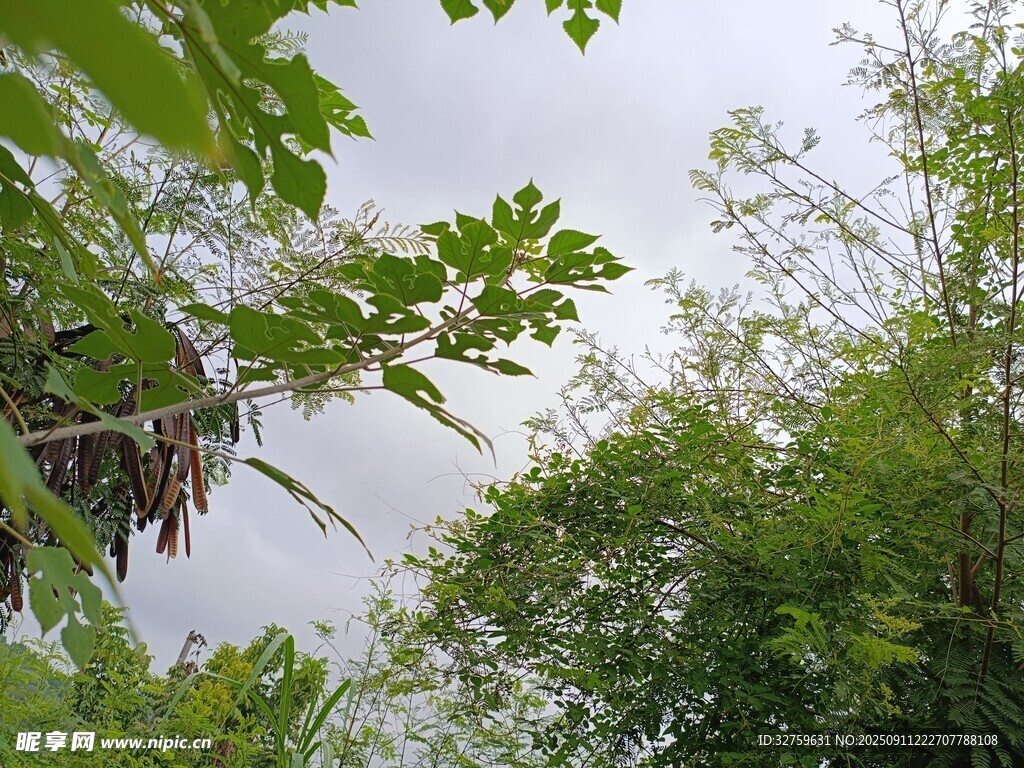 仰視繁茂綠樹(shù)與天空