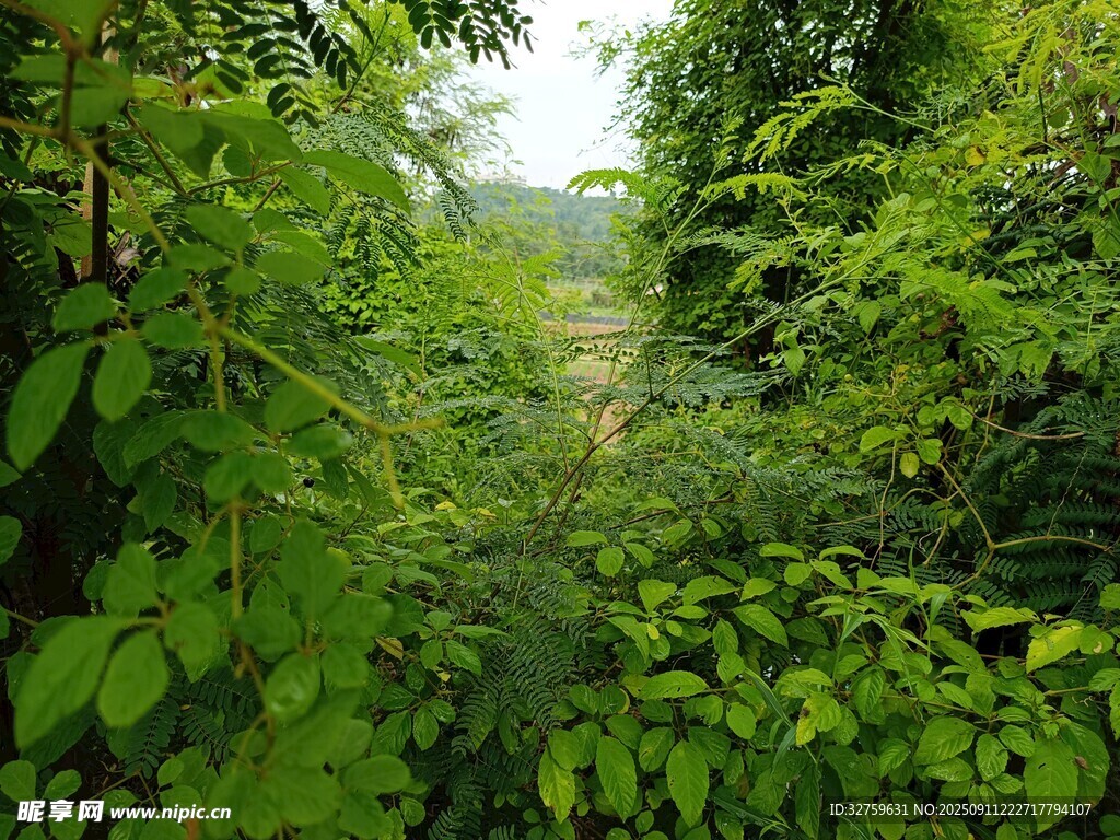 茂密綠意盎然的林間景致