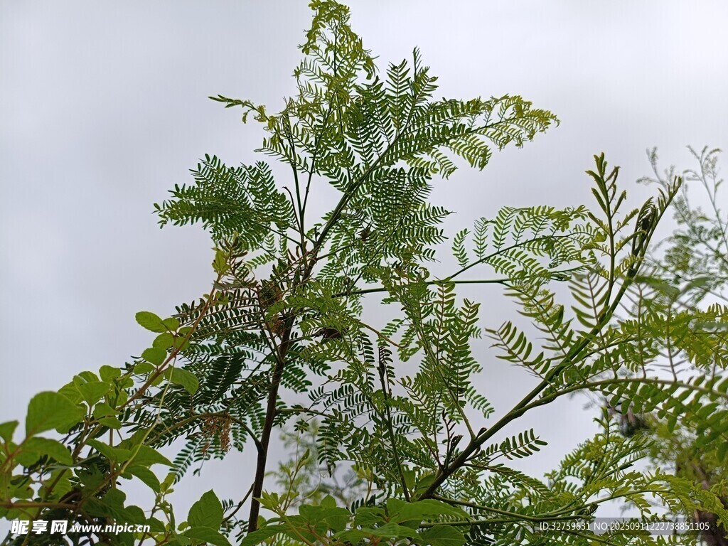 枝葉繁茂的綠樹(shù)