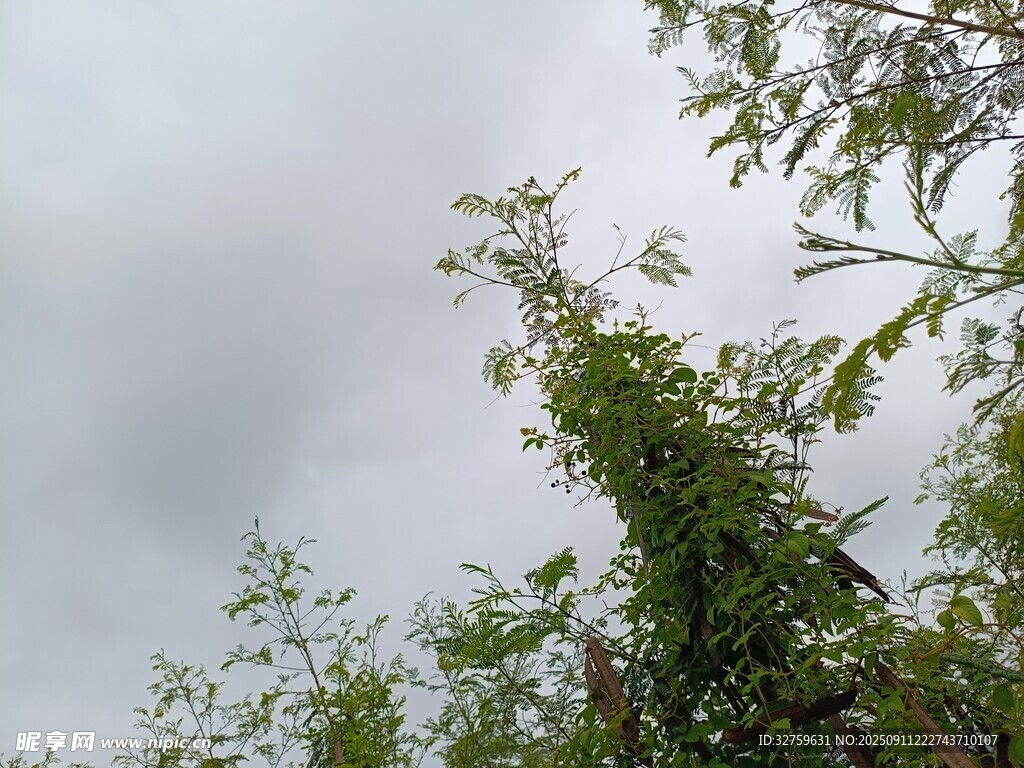 天空下的繁茂綠植