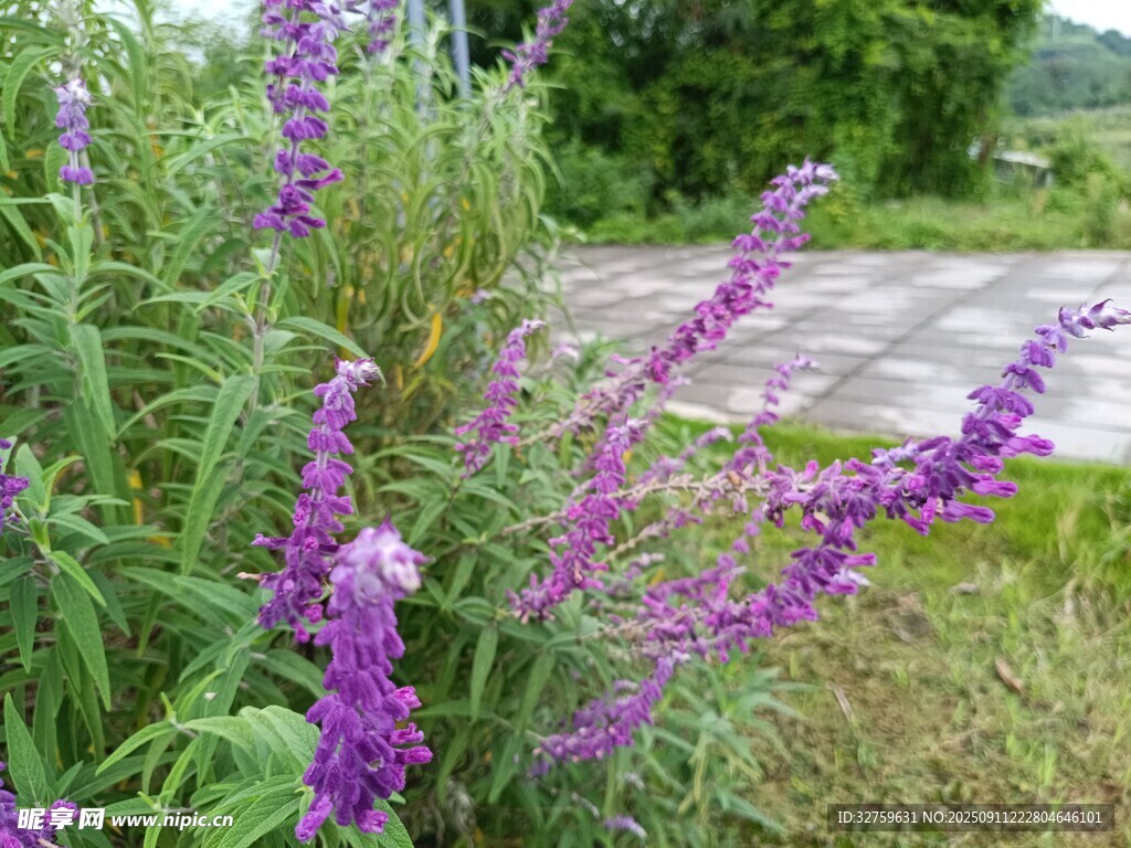 路邊綻放的紫色美麗花卉
