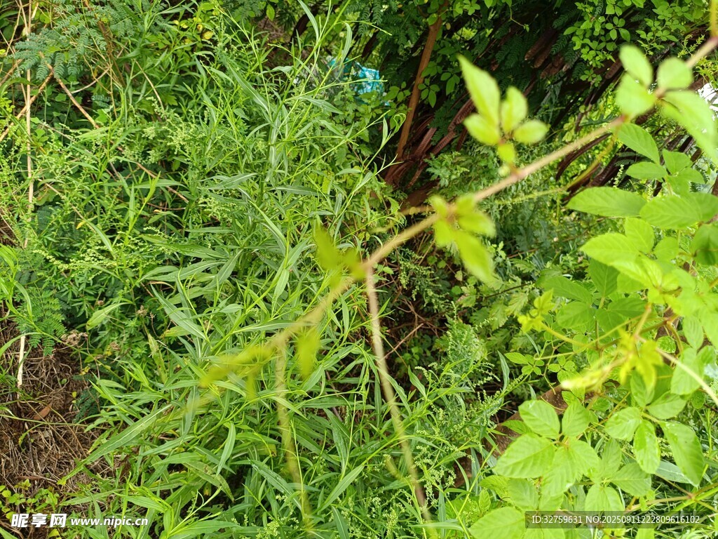 野外繁茂的綠色植物