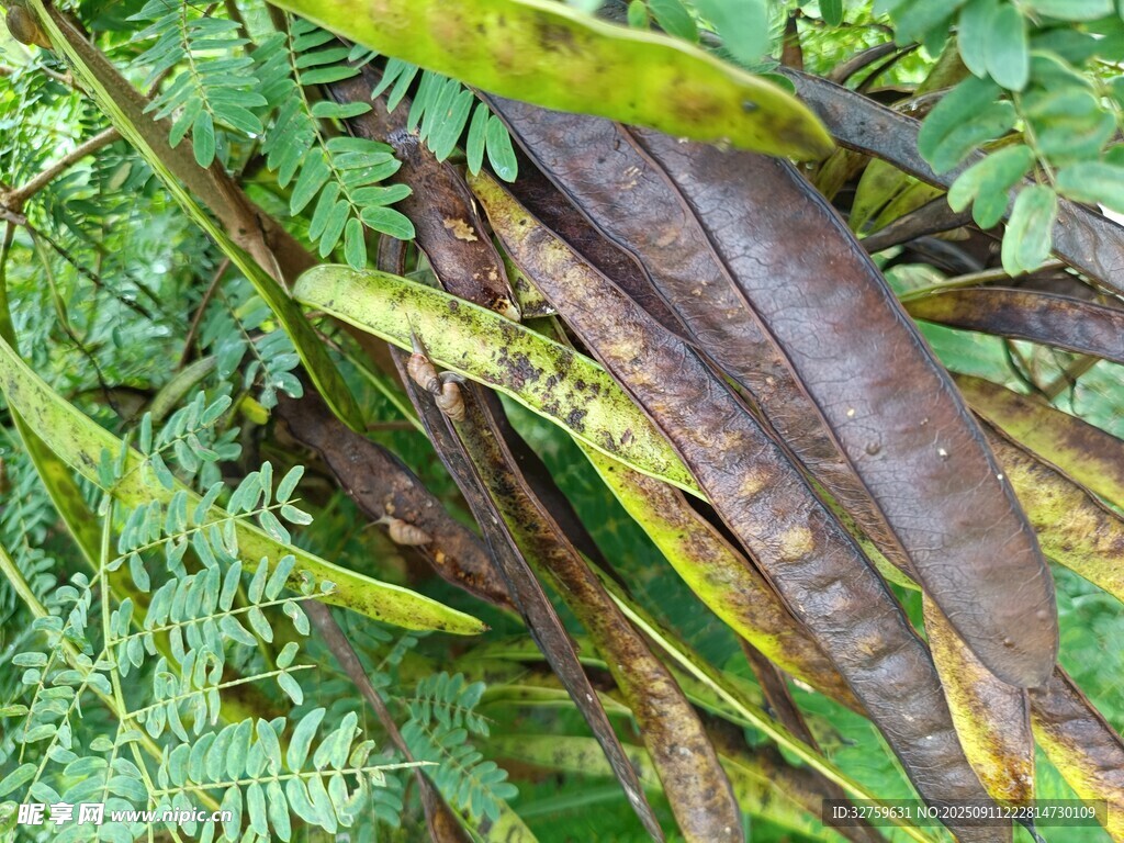 紫莢植物與綠葉共生