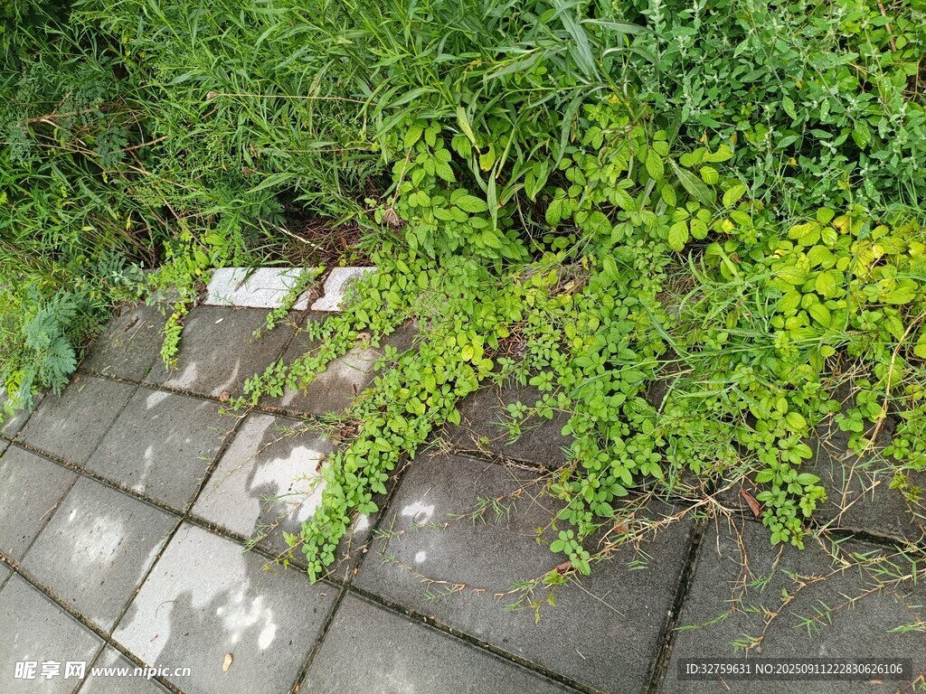 石板旁生長的翠綠藤蔓