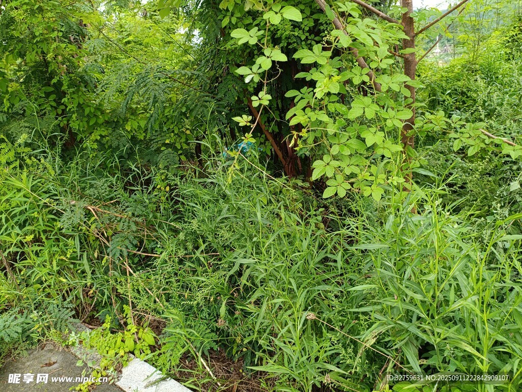 繁茂綠植景觀