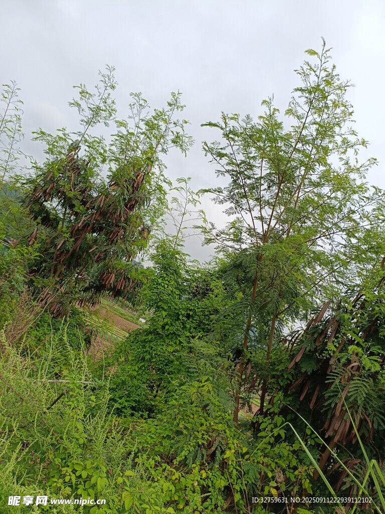 野外繁茂綠植景象