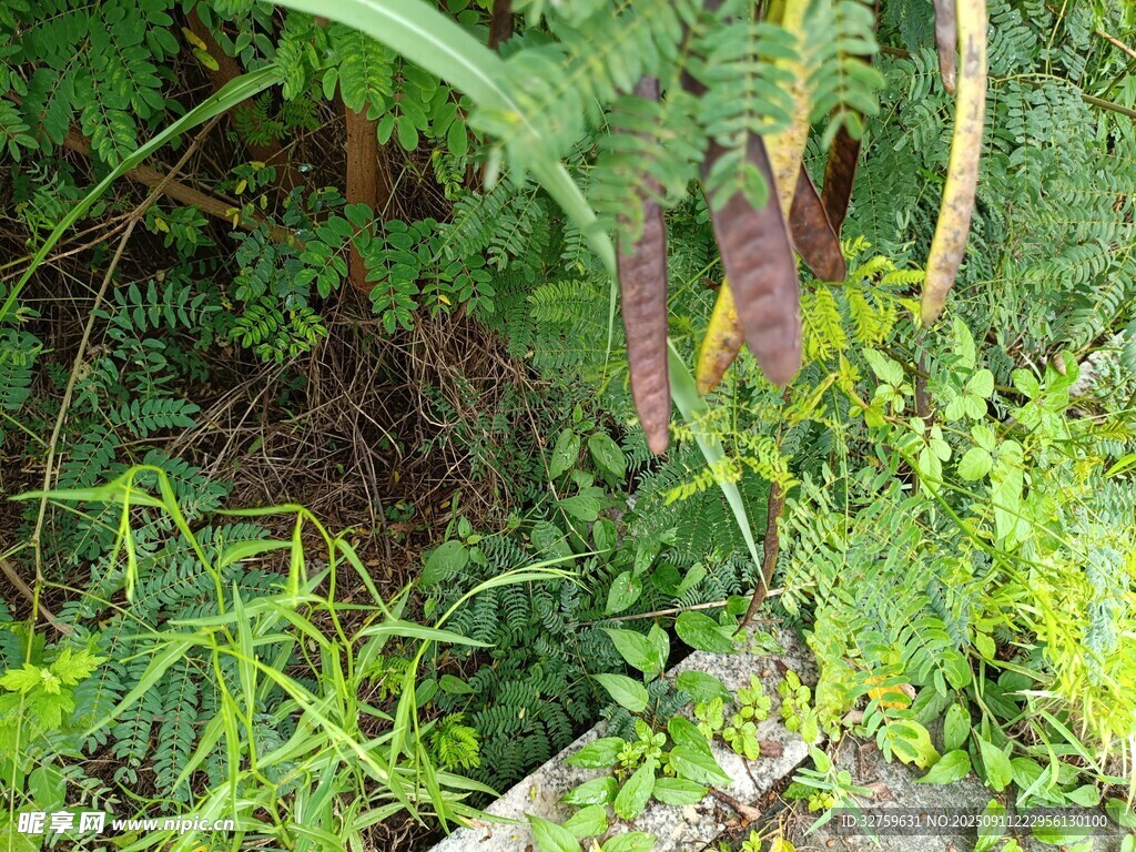茂密叢林中的多樣植物
