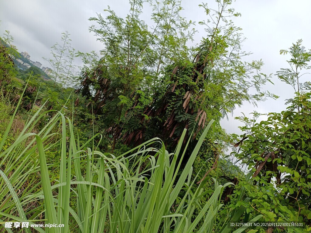 山間繁茂綠植景觀