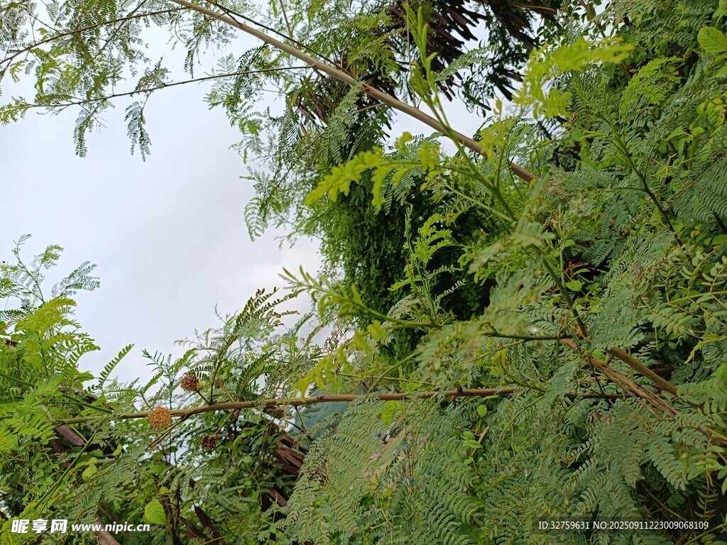 繁茂綠植的自然景象
