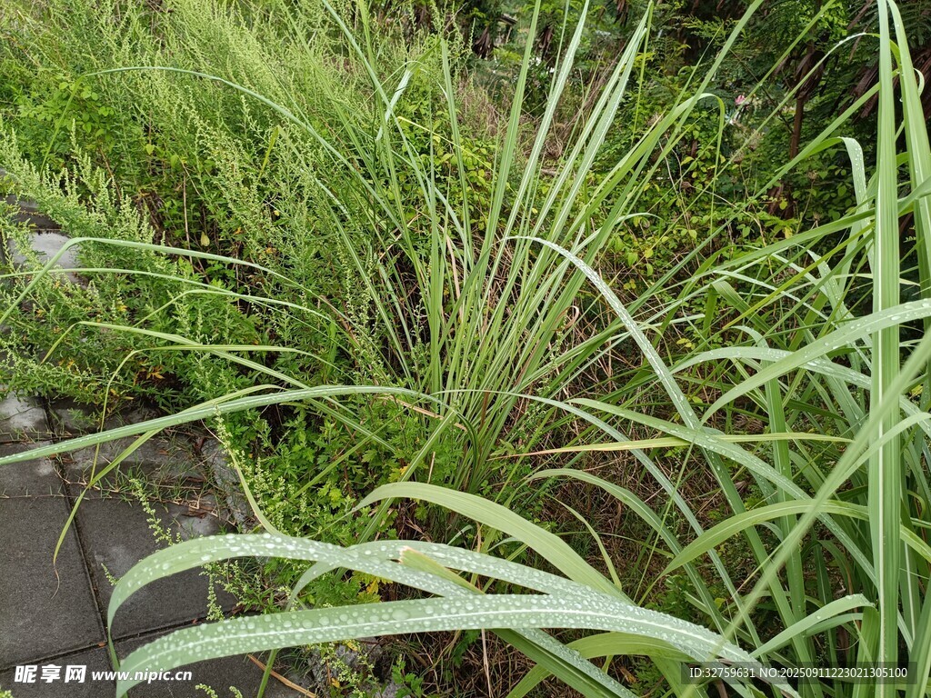 翠綠繁茂的戶外草本植物