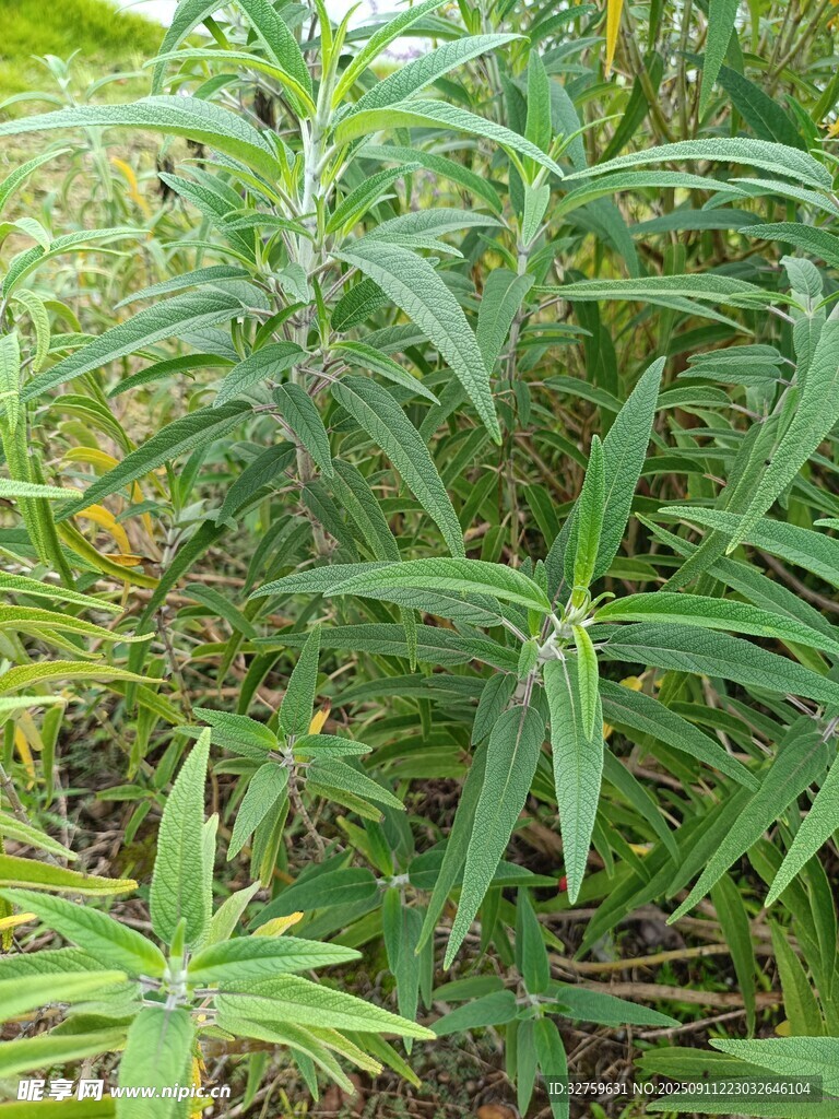 翠綠植物特寫
