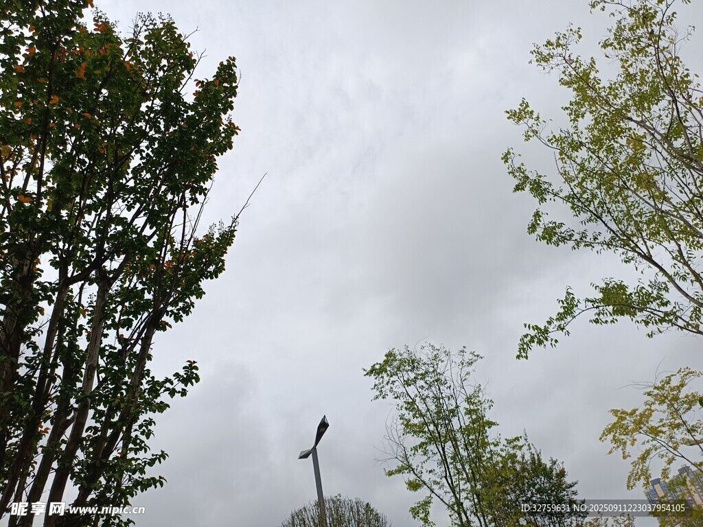 天空下的樹木與路燈
