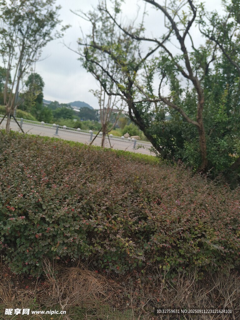 野外繁茂灌木叢景觀