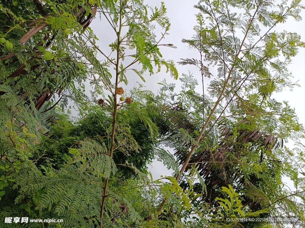 繁茂綠植中的自然景致