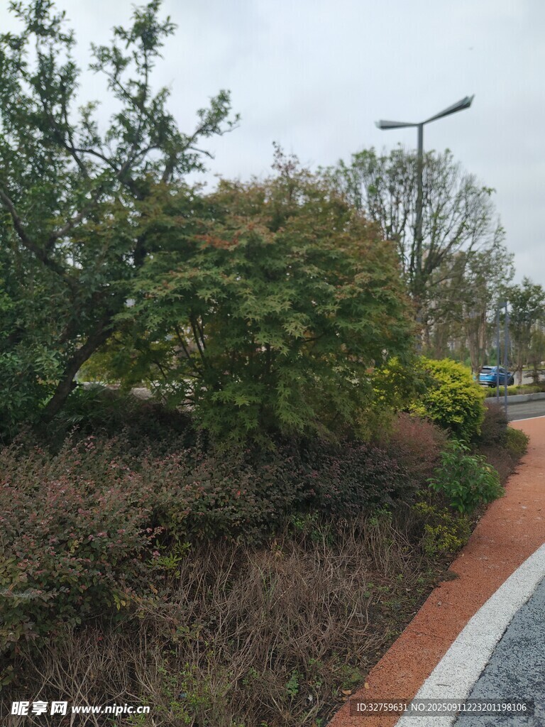 城市路邊綠植景觀