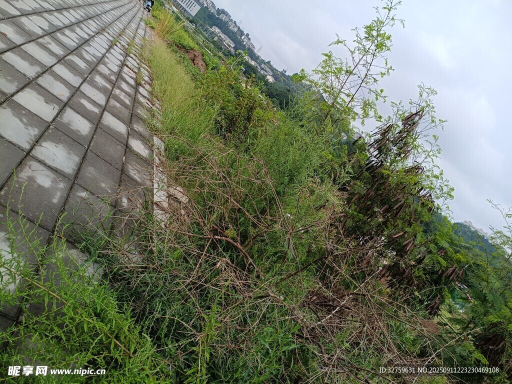 屋頂上的繁茂綠植