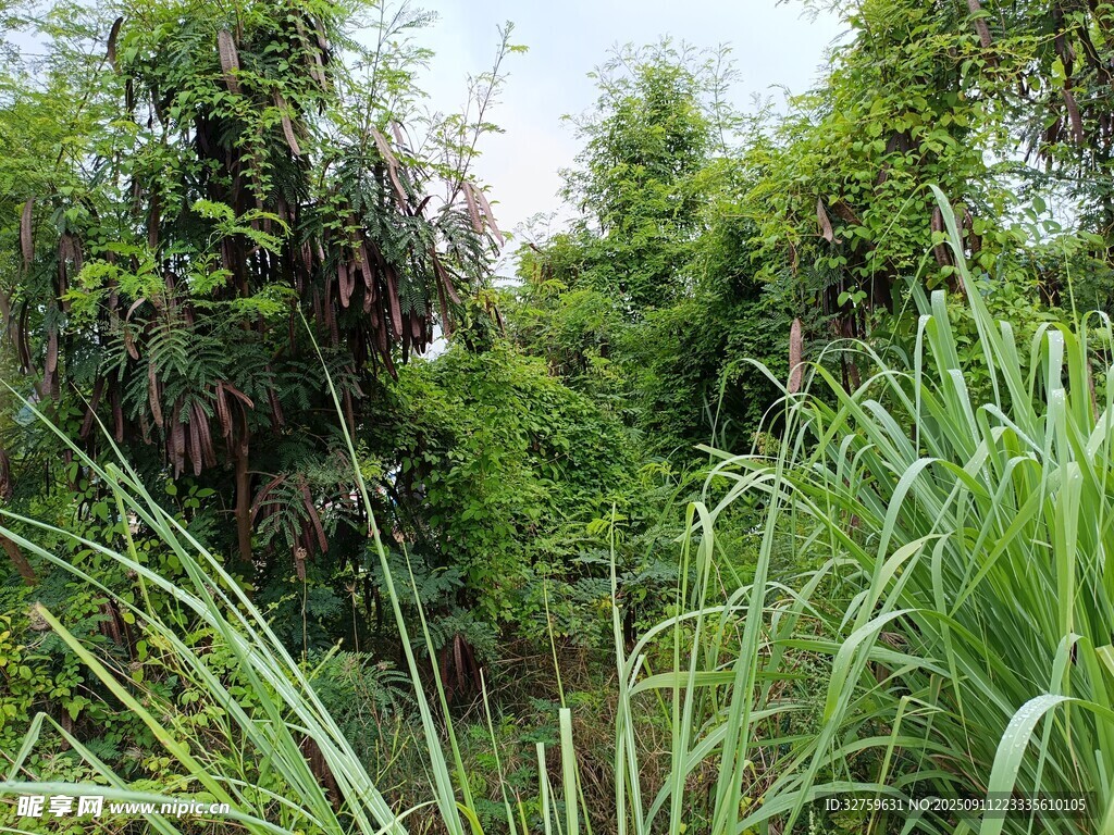 繁茂綠植的自然景致