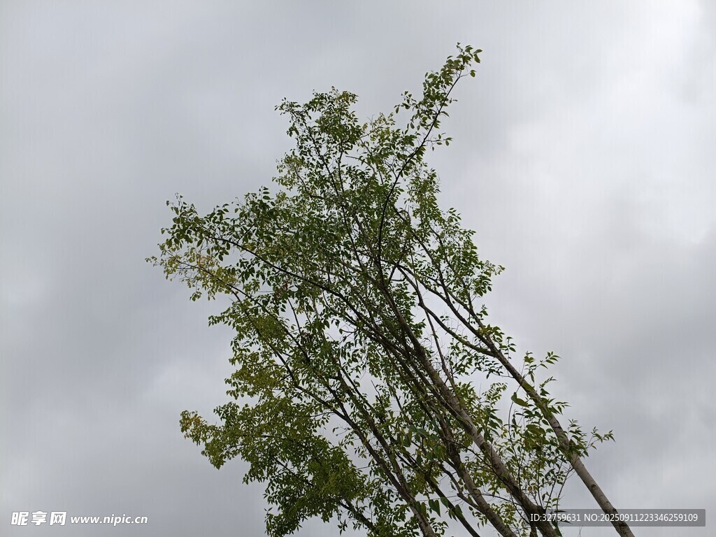 雨中挺立的綠樹