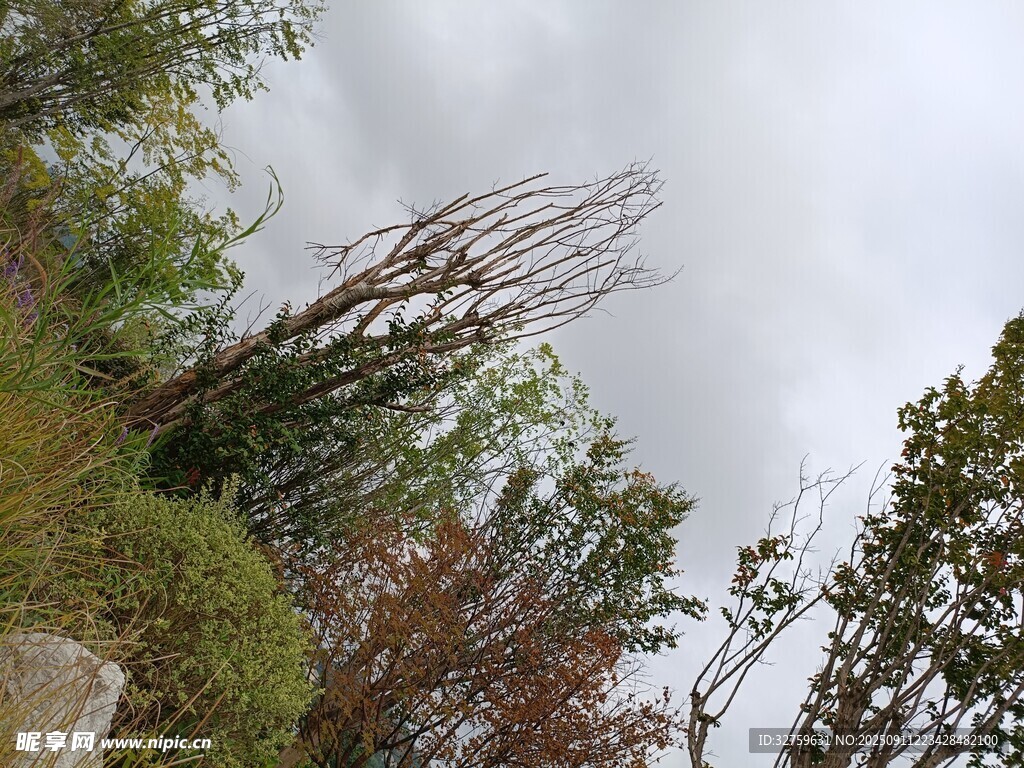 戶(hù)外自然植物景觀
