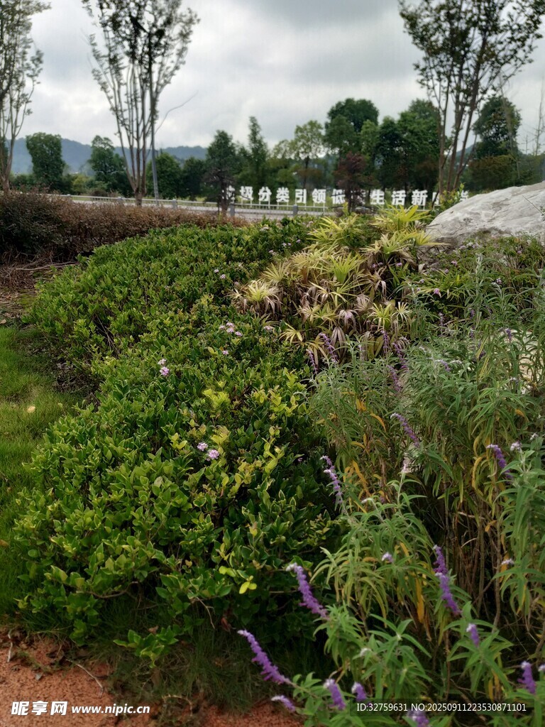 戶外繁茂綠植景觀
