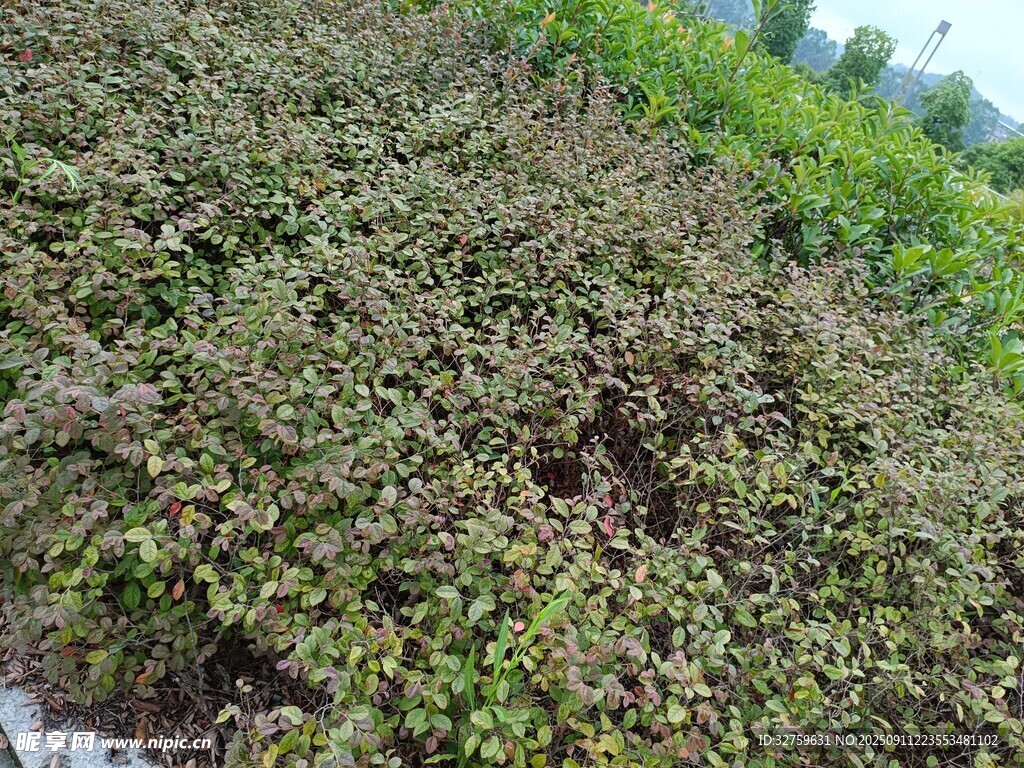 繁茂植物景觀