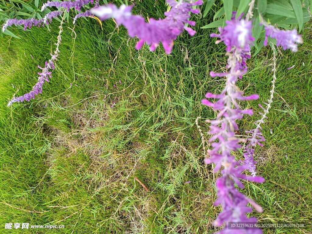 垂掛的浪漫紫色藤花
