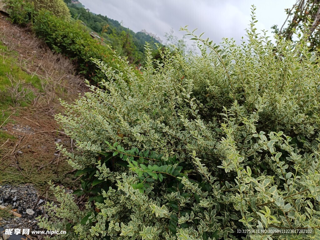 山坡上的茂密綠色灌木叢