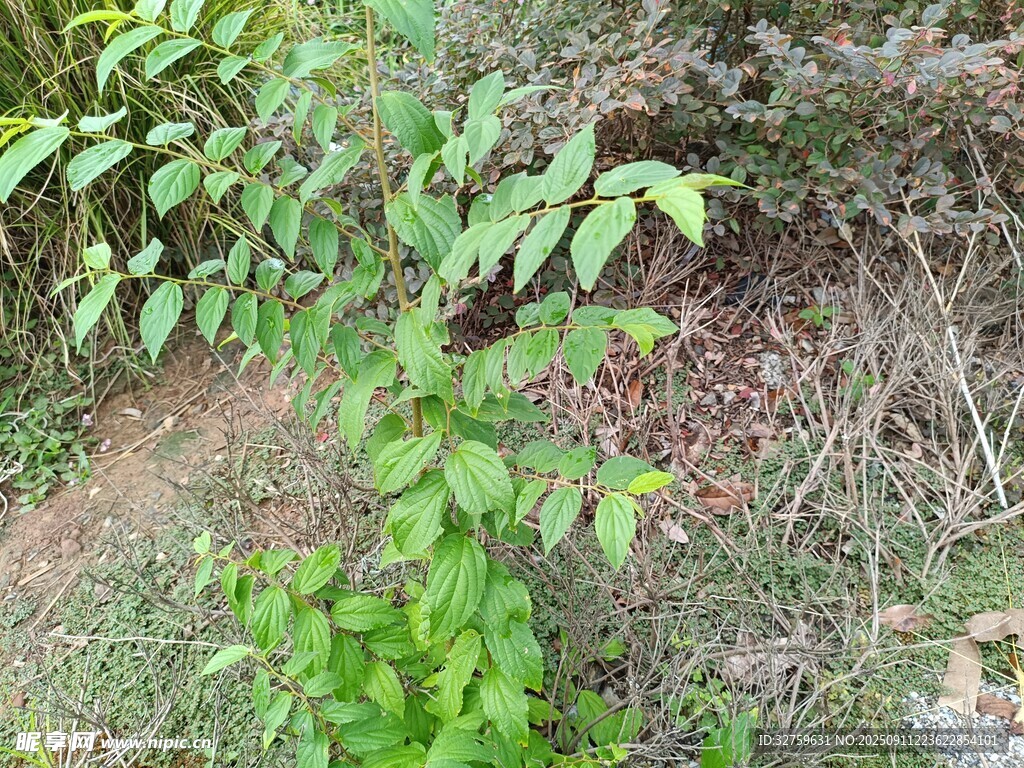 山坡上的綠色植物