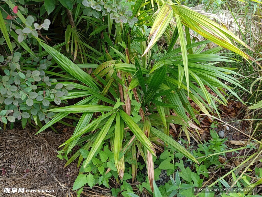 翠綠叢生的熱帶植物