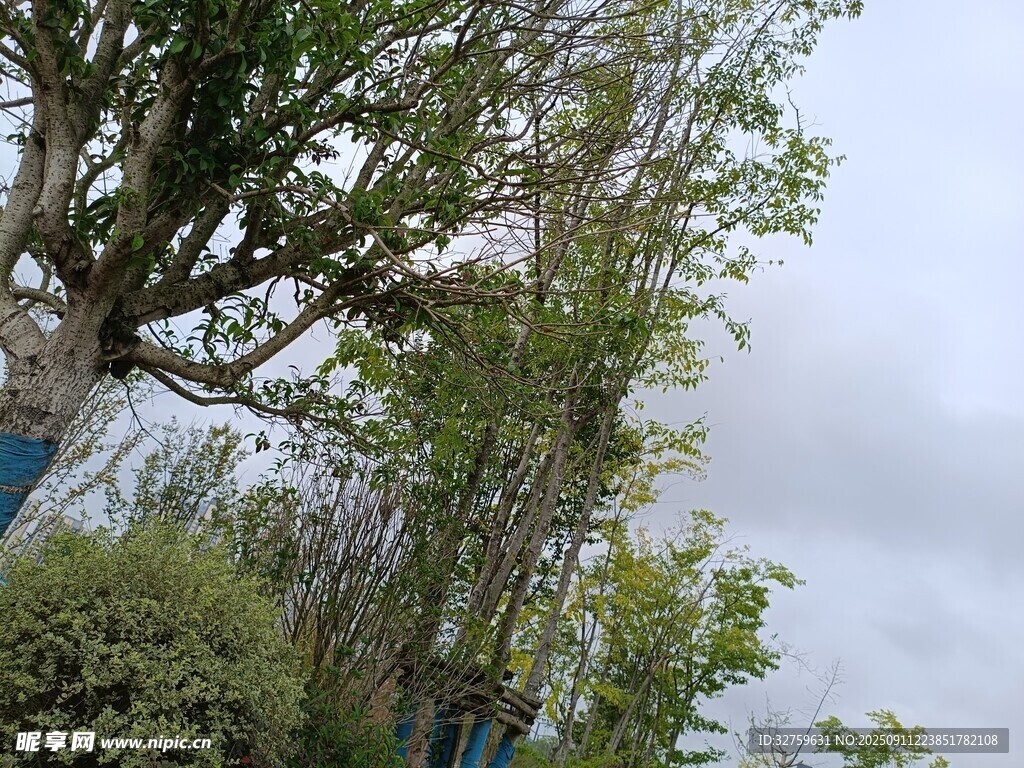 云霧中蔥郁的樹(shù)木景觀(guān)