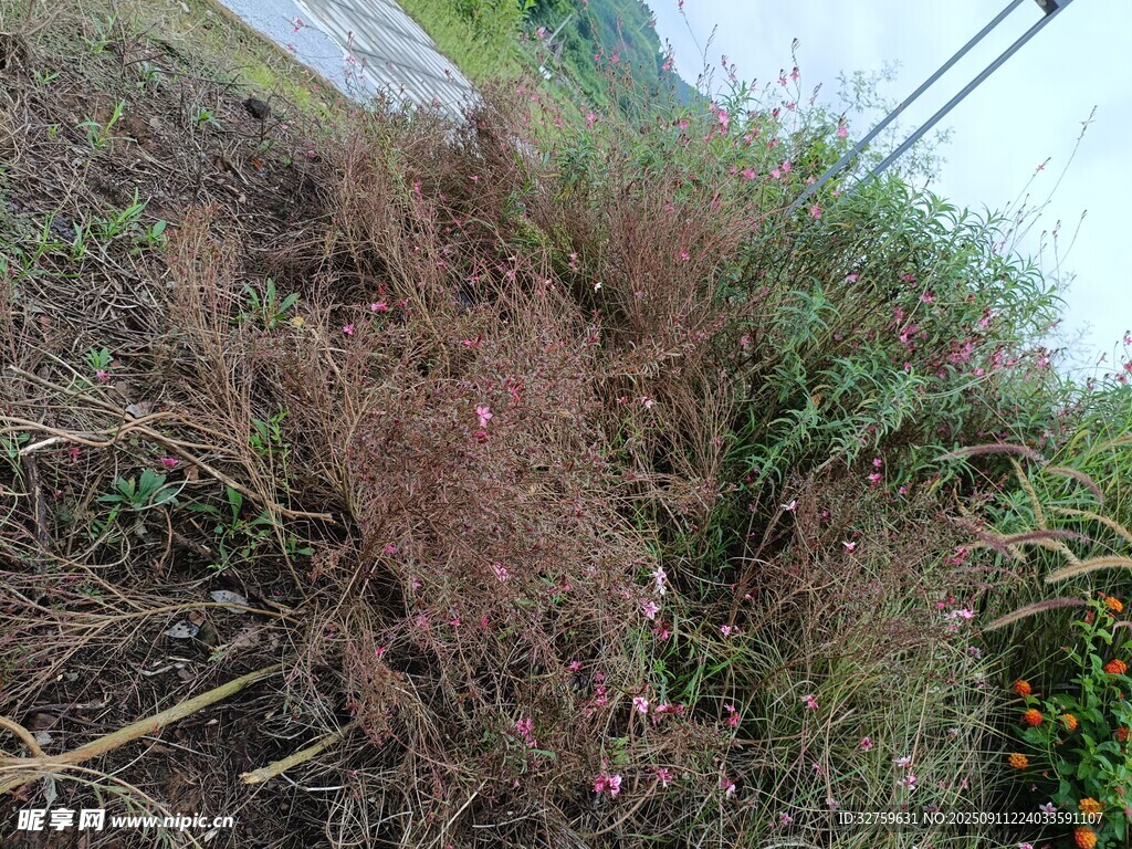 山坡上的繁茂雜草