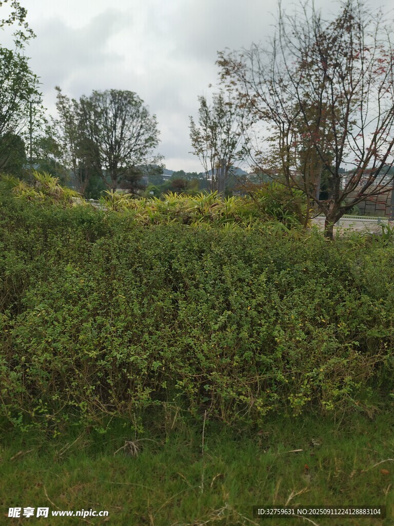 戶外綠植景觀