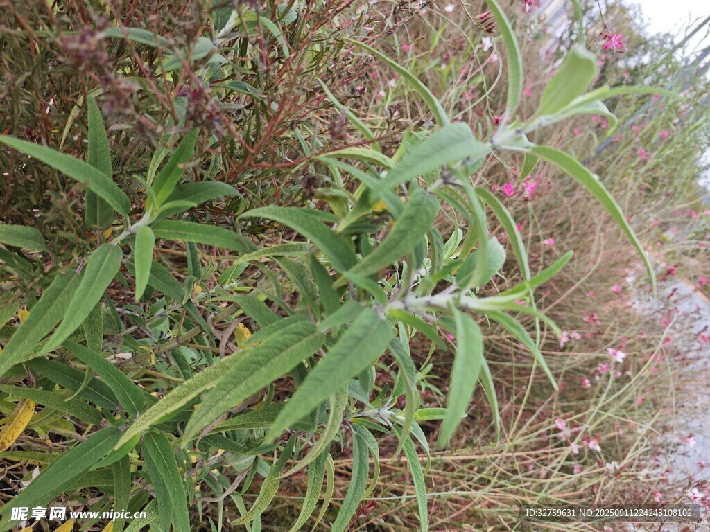 野外生長的綠色植物