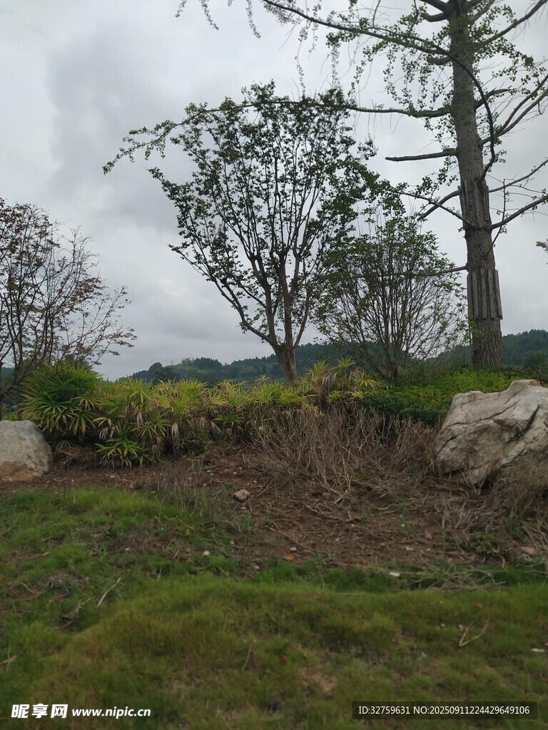戶外草地樹(shù)木景觀