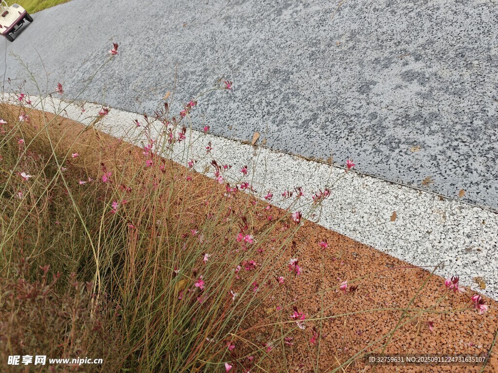 路邊草叢與灰白路面