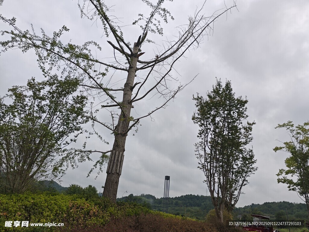 郊外光禿樹(shù)木與綠植景觀