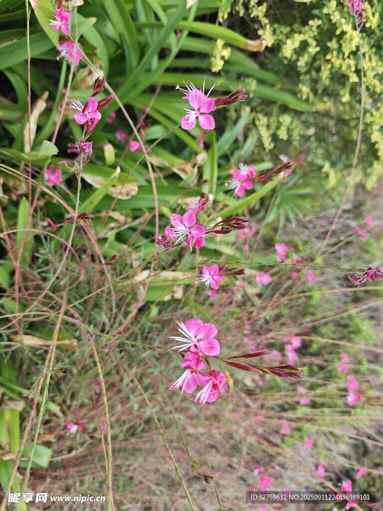 粉色小花綻放于草叢間