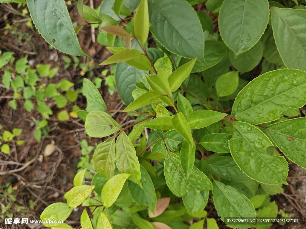 嫩綠植物生機(jī)盎然