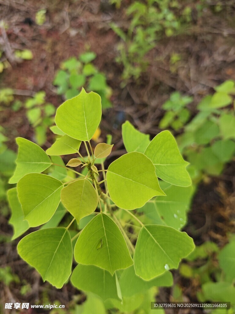 嫩綠銀杏葉特寫
