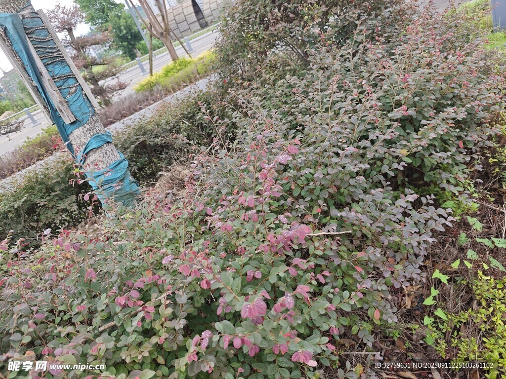 路邊繁茂的多彩植物