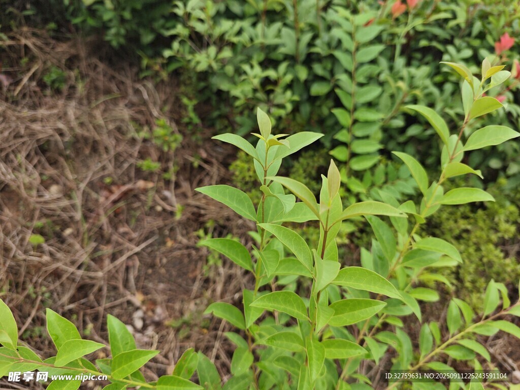 翠綠植物生機盎然