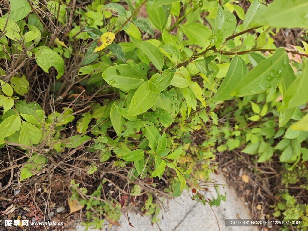 綠葉繁茂的地面植物景觀