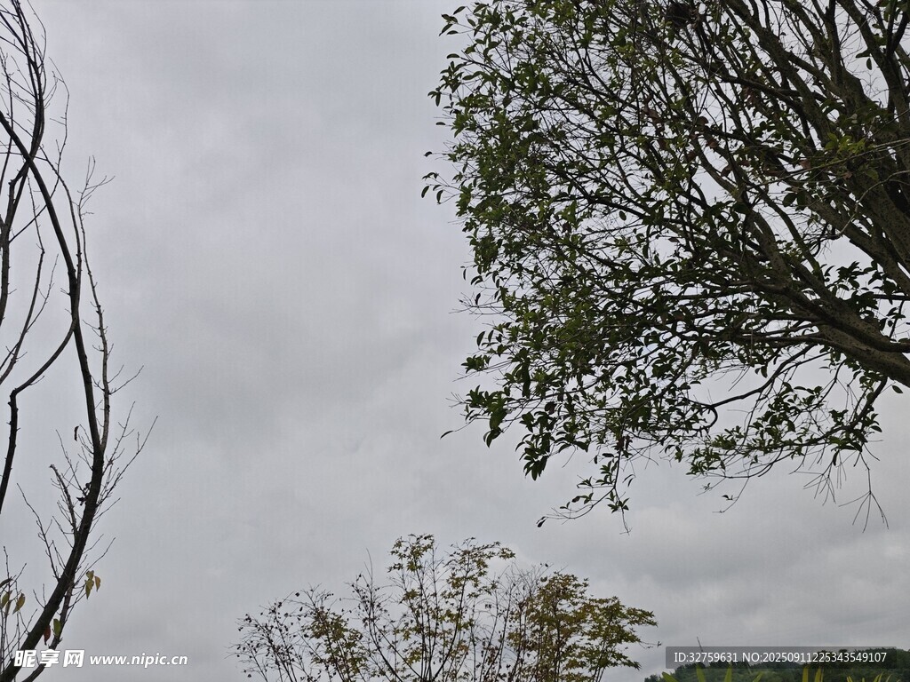 陰天中的樹(shù)木景致